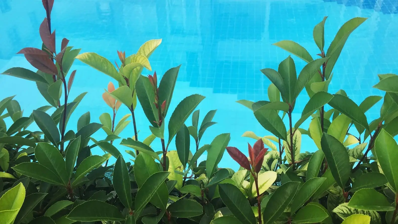 Low planting alongside a pool safety fence in a Gold Coast backyard