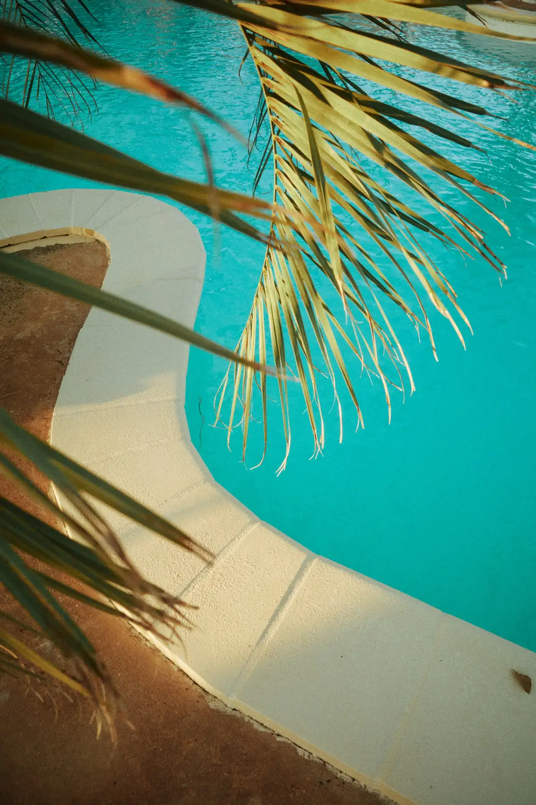 Dried palm fronds over the curved concrete edge of a turquoise swimming pool